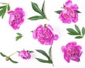 Floral pattern made of pink peony flowers and leaves isolated on white background. Flat lay. Royalty Free Stock Photo