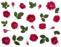 Floral pattern made of pink rose flowers, buds and green leaves isolated on white background. Flat lay. Royalty Free Stock Photo