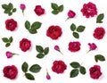 Floral pattern made of pink rose flowers, buds and green leaves isolated on white background. Flat lay Royalty Free Stock Photo