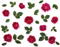 Floral pattern made of pink rose flowers and green leaves isolated on white background. Flat lay. Royalty Free Stock Photo