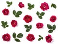 Floral pattern made of pink rose flowers and green leaves isolated on white background. Flat lay. Royalty Free Stock Photo