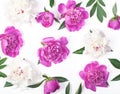 Floral pattern made of pink and white peony flowers and leaves isolated on white background. Flat lay. Royalty Free Stock Photo