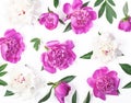 Floral pattern made of pink and white peony flowers and leaves isolated on white background. Flat lay. Royalty Free Stock Photo