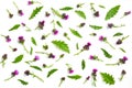 Floral pattern made of thistle with pink and purple flowers, green leaves, branches and thorns Royalty Free Stock Photo