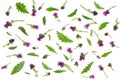 Floral pattern made of thistle with pink and purple flowers, green leaves, branches and thorns on white background. Flat lay, top Royalty Free Stock Photo