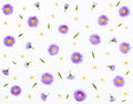 Floral pattern made of violet asters and chamomile on white background. Flat lay.