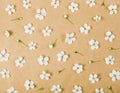 Floral pattern made of white spring flowers and buds on brown paper background. Flat lay. Royalty Free Stock Photo
