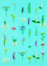 Floral pattern made of wild healing flowers and herbs Royalty Free Stock Photo