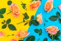 Floral pattern with pink and orange roses, buds and green leaves on yellow and blue background. Flat lay, top view. Flower backgro Royalty Free Stock Photo
