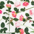 Floral pattern with roses flowers, buds and green leaves on white background. Flat lay, top view. Flowers background Royalty Free Stock Photo