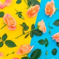 Floral pattern of roses flowers with leaves isolated on yellow and blue background. Flat lay, top view Royalty Free Stock Photo