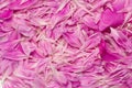 Floral pattern from scattered pink peony petals Royalty Free Stock Photo