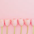 Floral pattern with tulips flowers on pink background. Flat lay, top view. Spring time background. Royalty Free Stock Photo