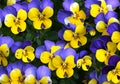 Floral pattern with violet and yellow multicolor pansies, yellow and violet pansy out of own garden. flowers wall background. Royalty Free Stock Photo