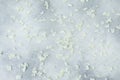 Floral pattern of white petals hydrangea on gray background. Flat lay Royalty Free Stock Photo