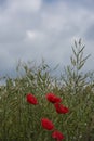 Poppy flowers inside an agricultural field Royalty Free Stock Photo