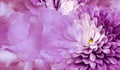 Floral pink background. Flower chrysanthemum and petals of a pink  roses. Place for text. Close-up. Royalty Free Stock Photo