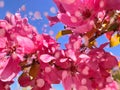 Flowers pink apple blossom red  white petal  flowering tree branch against a blue sky big   banner Royalty Free Stock Photo