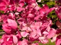 Flowers pink apple blossom red  white petal  flowering tree branch against a blue sky big   banner Royalty Free Stock Photo