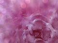 Floral pink background from rose. Flowers composition. A flower of a blue rose on a transparent blue background bokeh. Close-up Royalty Free Stock Photo