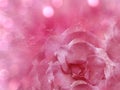 Floral  pink  background from rose.  Flowers composition. A flower of a blue rose on a transparent blue background bokeh. Close-up Royalty Free Stock Photo