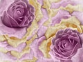 Floral pink background from roses. Flowers and petals of a pink and yellow roses. Place for text Royalty Free Stock Photo