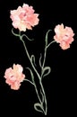 Floral pink fuchia Carnation watercolor original art on a black back ground