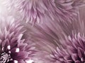 Floral pink-purple background. Flowers dahlias close-up on a light purple-white background. Flowers composition. Royalty Free Stock Photo