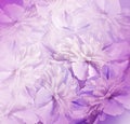 Floral pink-violet background. Bouquet of flowers of peonies. Pink-white petals of the peony flower. Close-up Royalty Free Stock Photo