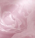 Floral pink-white beautiful background. Blue rose close-up. Soft focus. Royalty Free Stock Photo