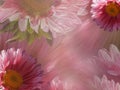 Floral pink-white beautiful background of daisy. Wallpapers of flowers pink-white Chamomile. Flower composition.