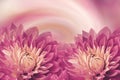 Floral pink-white beautiful background. Flowers pink dahlias on a twhite-pink-orange background. Greeting card. Flower compositi