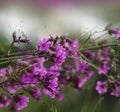 Floral pink-white-green beautiful background. Forest pink flowers on a blurred background. Soft focus. Royalty Free Stock Photo