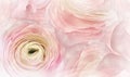 Floral pink and yellow  background.  Pink rose  flower.  Close-up.  Greeting card. Royalty Free Stock Photo