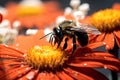 Nectar beauty insect flower orange blossom pollen honey bee closeup pollination nature Royalty Free Stock Photo