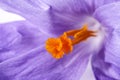 Floral post of spring flower crocus, macro