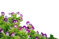 the floral puple color at beautiful on outdoor