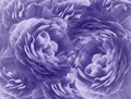 Floral purple background. A bouquet of  purple  roses  flowers.  Close-up.   floral collage.  Flower composition. Royalty Free Stock Photo