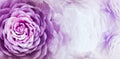 Floral purple background. A bouquet of   purple roses  flowers.  Close-up.   floral collage.  Flower composition. Royalty Free Stock Photo