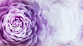 Floral purple background. A bouquet of purple roses flowers. Close-up. floral collage. Flower composition. Royalty Free Stock Photo