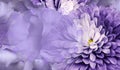 Floral purple background. Flower chrysanthemum and petals of a purple roses. Place for text. Close-up. Royalty Free Stock Photo