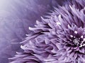 Floral purple background. Flowers dahlias close-up on a light blue background. Flowers composition. Royalty Free Stock Photo