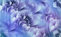 Floral purple background. Flowers and peony petals. Flower composition. Royalty Free Stock Photo