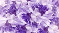 Floral purple background. Flowers white-purple irises close up. Natur Royalty Free Stock Photo