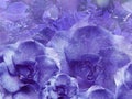 Floral purple background from roses. Flower composition. Flowers with water droplets on petals. Close-up.