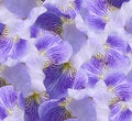 Floral purple beautiful background.  Flower composition.  flowers irises  closeup. Nature. Royalty Free Stock Photo