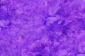 Floral purple beautiful background. Wallpapers of flowers violet-blue peony. Flower composition. Close-up. Royalty Free Stock Photo