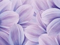 Floral purple-blue background. Petals of purple-blue daisy close up. Flower composition. Royalty Free Stock Photo