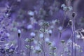 Floral purple-blue background. Violet wildflowers on a bokeh background. Close-up. Soft focus