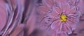 Floral purple-pink background of flowers of dahlia. Bright flower arrangement. Postcard for the celebration. Closeup.